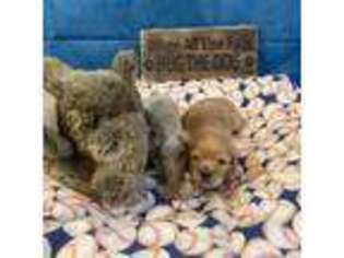 Cavachon Puppy for sale in Ellenville, NY, USA