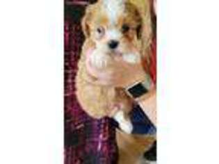 Shih-Poo Puppy for sale in Pisgah, AL, USA