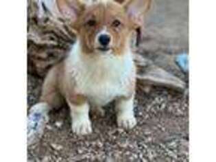 Pembroke Welsh Corgi Puppy for sale in Surprise, AZ, USA