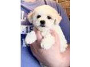 Bichon Frise Puppy for sale in Spring, TX, USA