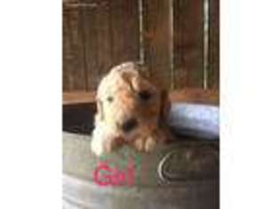 Goldendoodle Puppy for sale in Taylorsville, NC, USA