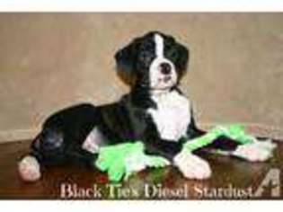 Boxer Puppy for sale in BRUSH PRAIRIE, WA, USA