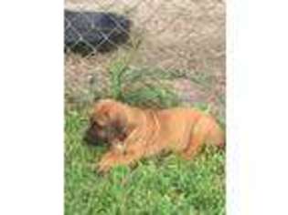 Rhodesian Ridgeback Puppy for sale in Pearland, TX, USA