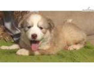 Siberian Husky Puppy for sale in Atlanta, GA, USA