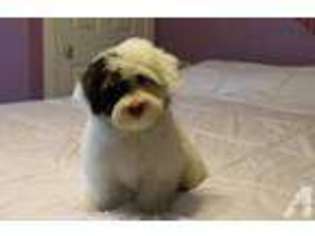 Havanese Puppy for sale in DELTA, CO, USA