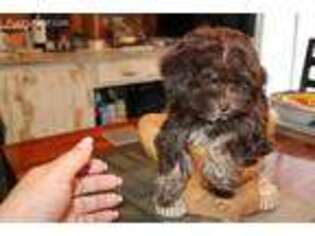 Havanese Puppy for sale in Carrollton, TX, USA