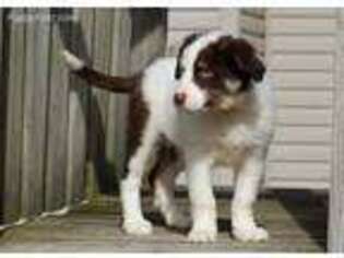 Border Collie Puppy for sale in Beecher City, IL, USA