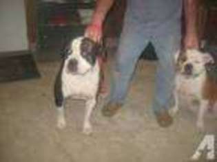 American Bulldog Puppy for sale in CAPRON, VA, USA