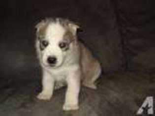 Siberian Husky Puppy for sale in NEWFIELD, NJ, USA