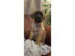 Mastiff Puppy for sale in Gladstone, OR, USA