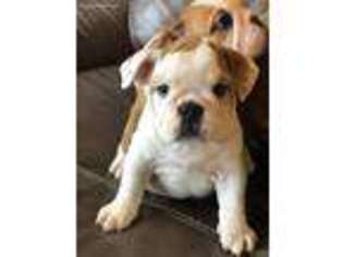Bulldog Puppy for sale in Thomaston, CT, USA