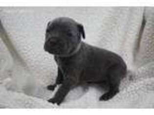 Cane Corso Puppy for sale in Henderson, TX, USA