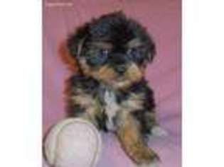 Shorkie Tzu Puppy for sale in Seville, OH, USA