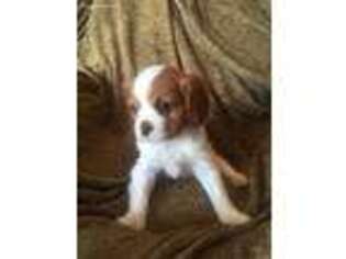 Cavalier King Charles Spaniel Puppy for sale in Dresser, WI, USA