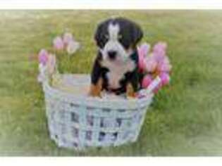Greater Swiss Mountain Dog Puppy for sale in Oregon City, OR, USA