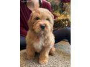 Cavapoo Puppy for sale in Narvon, PA, USA