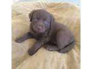 Chesapeake Bay Retriever Puppy for sale in Paulden, AZ, USA