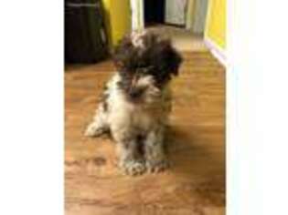 Mutt Puppy for sale in Catawba, SC, USA