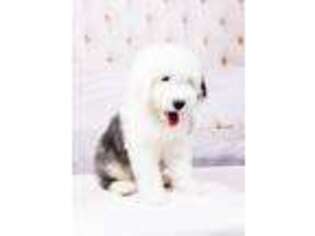 Old English Sheepdog Puppy for sale in South Bay, FL, USA