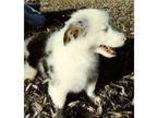 Miniature Australian Shepherd Puppy for sale in Davenport, WA, USA