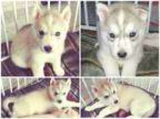 Siberian Husky Puppy for sale in Amery, WI, USA
