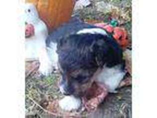 Mutt Puppy for sale in Bone Gap, IL, USA