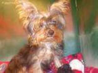 Yorkshire Terrier Puppy for sale in Winona, MO, USA