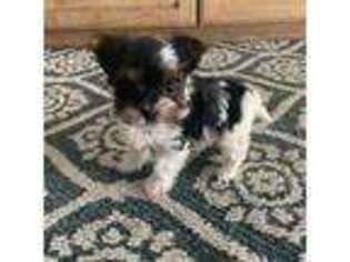 Biewer Terrier Puppy for sale in Milton Freewater, OR, USA
