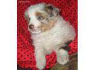 Miniature Australian Shepherd Puppy for sale in Warrensburg, MO, USA