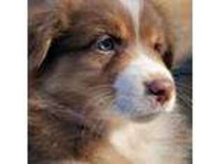 Australian Shepherd Puppy for sale in Enumclaw, WA, USA