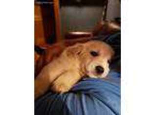 Golden Retriever Puppy for sale in Hanceville, AL, USA