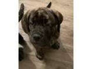 Mastiff Puppy for sale in Southwest, PA, USA