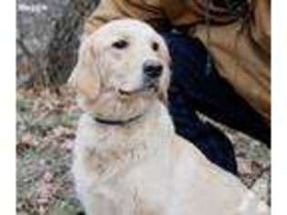 Labrador Retriever Puppy for sale in FOWLER, IN, USA