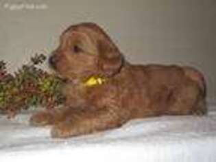 Goldendoodle Puppy for sale in Morgantown, PA, USA