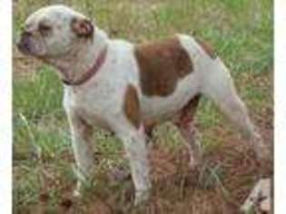 Olde English Bulldogge Puppy for sale in HUNTSVILLE, AL, USA