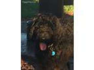 Labradoodle Puppy for sale in Lake Mary, FL, USA