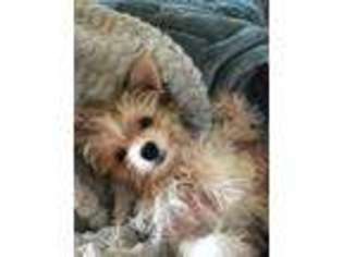 Yorkshire Terrier Puppy for sale in Lovelady, TX, USA