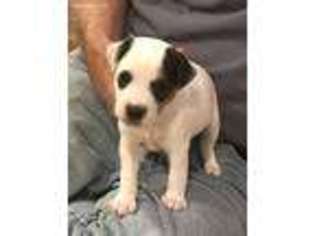 Jack Russell Terrier Puppy for sale in Canton, TX, USA