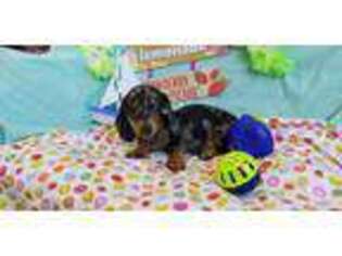 Dachshund Puppy for sale in Princeton, KY, USA