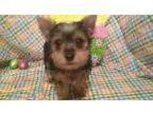Yorkshire Terrier Puppy for sale in Carthage, TX, USA
