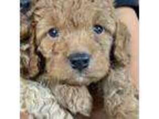Cavapoo Puppy for sale in Eagle Mountain, UT, USA