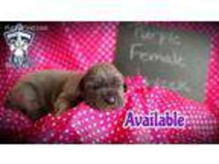 Great Dane Puppy for sale in Pulaski, TN, USA