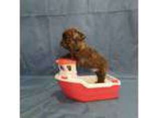 French Bulldog Puppy for sale in Prattville, AL, USA