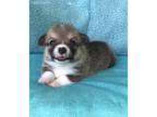 Medium Photo #1 Pembroke Welsh Corgi Puppy For Sale in Morton, MS, USA