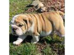 Bulldog Puppy for sale in Dysart, IA, USA