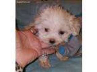 Maltese Puppy for sale in Converse, TX, USA