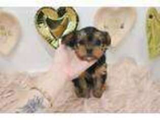 Shorkie Tzu Puppy for sale in Las Vegas, NV, USA
