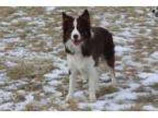 Border Collie Puppy for sale in Tiskilwa, IL, USA