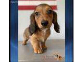 Dachshund Puppy for sale in Yuba City, CA, USA