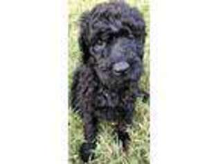 Goldendoodle Puppy for sale in Russellville, AR, USA